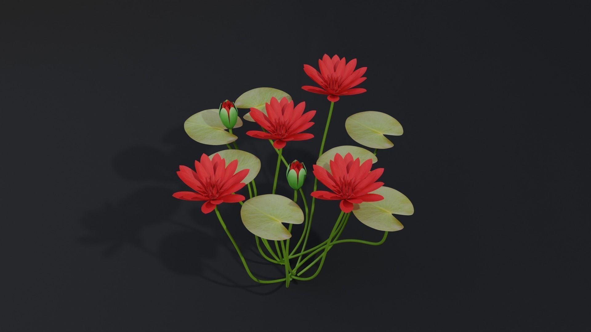 Water Lily Red 3D model_5