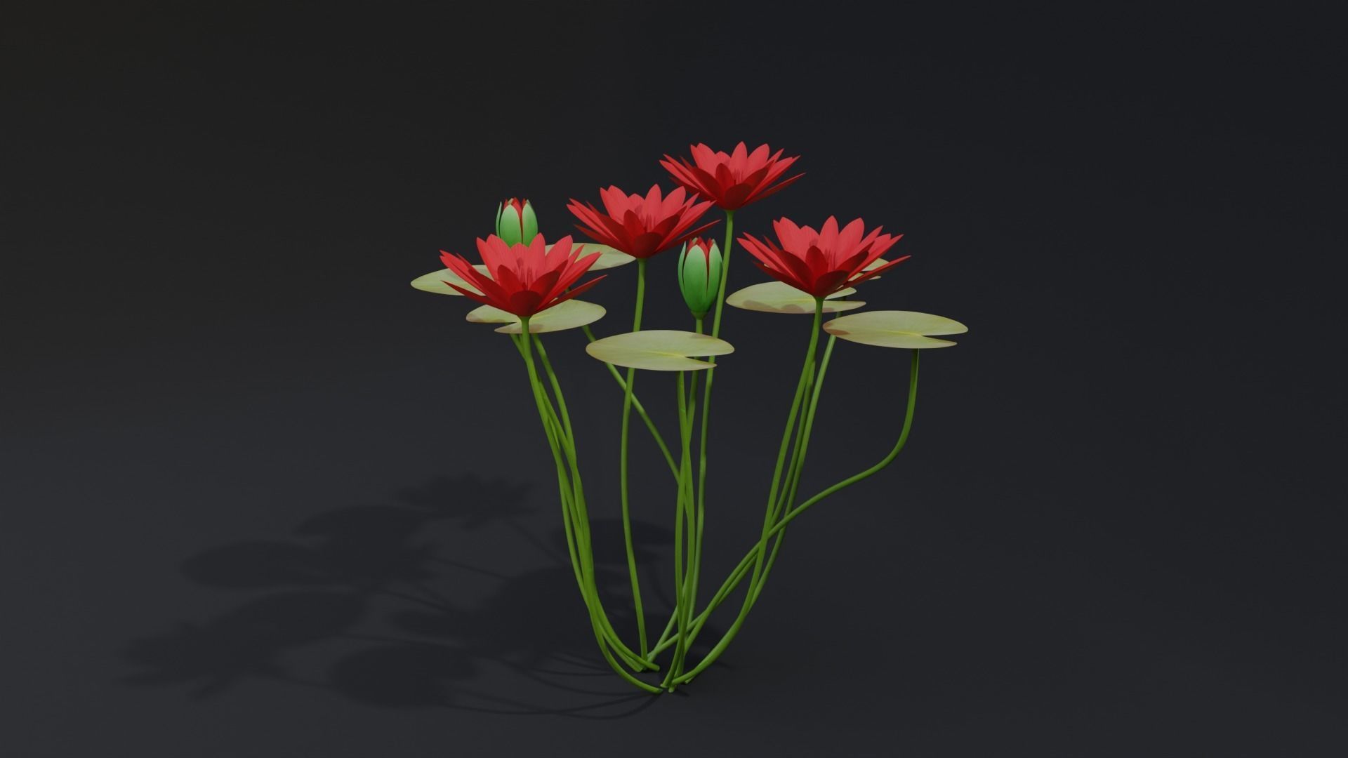 Water Lily Red 3D model_4