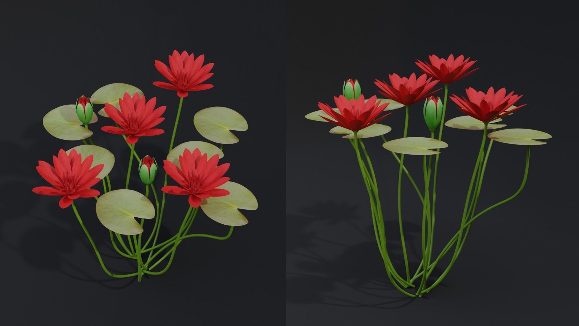 Water Lily Red 3D model_1