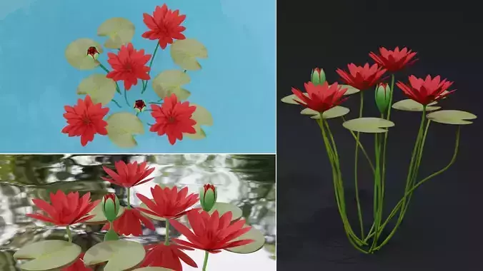 Water Lily Red 3D model