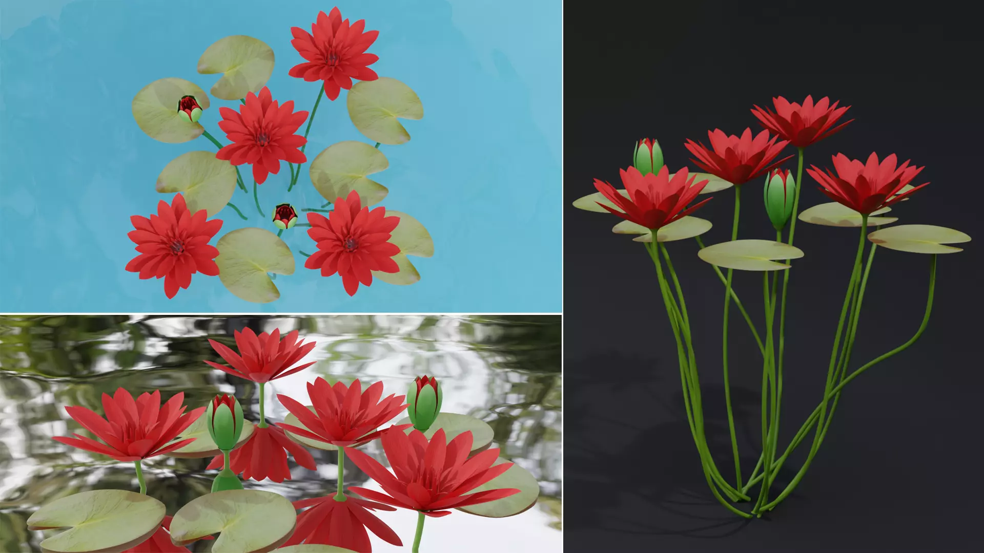Water Lily Red 3D model_0