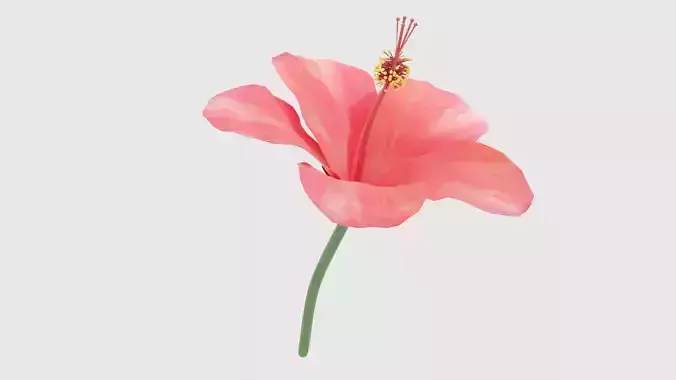 Hibiscus Textured 3D model