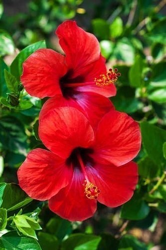 Hibiscus Textured