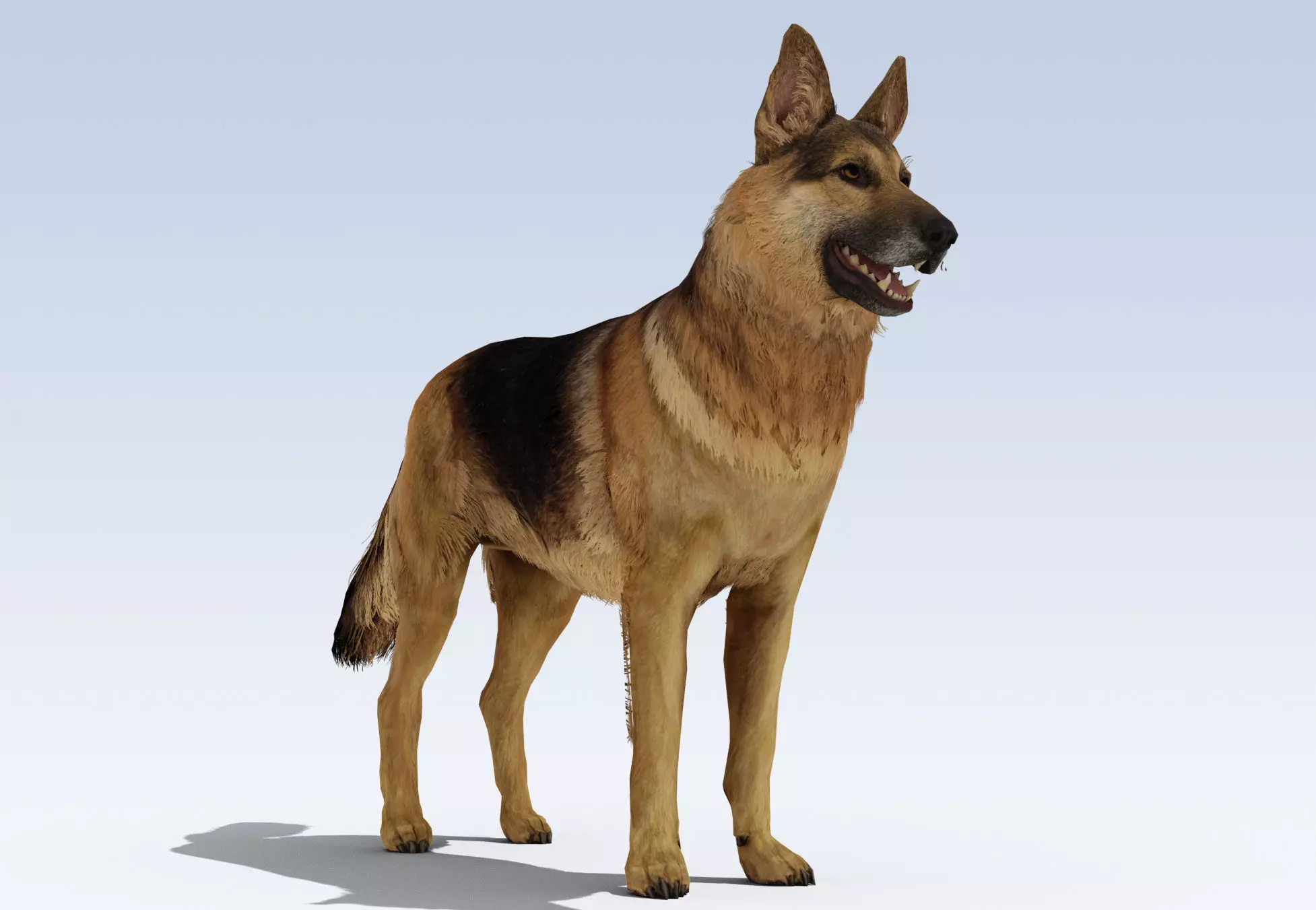 German Shepherd Dog Rig Low-poly 3D model_0