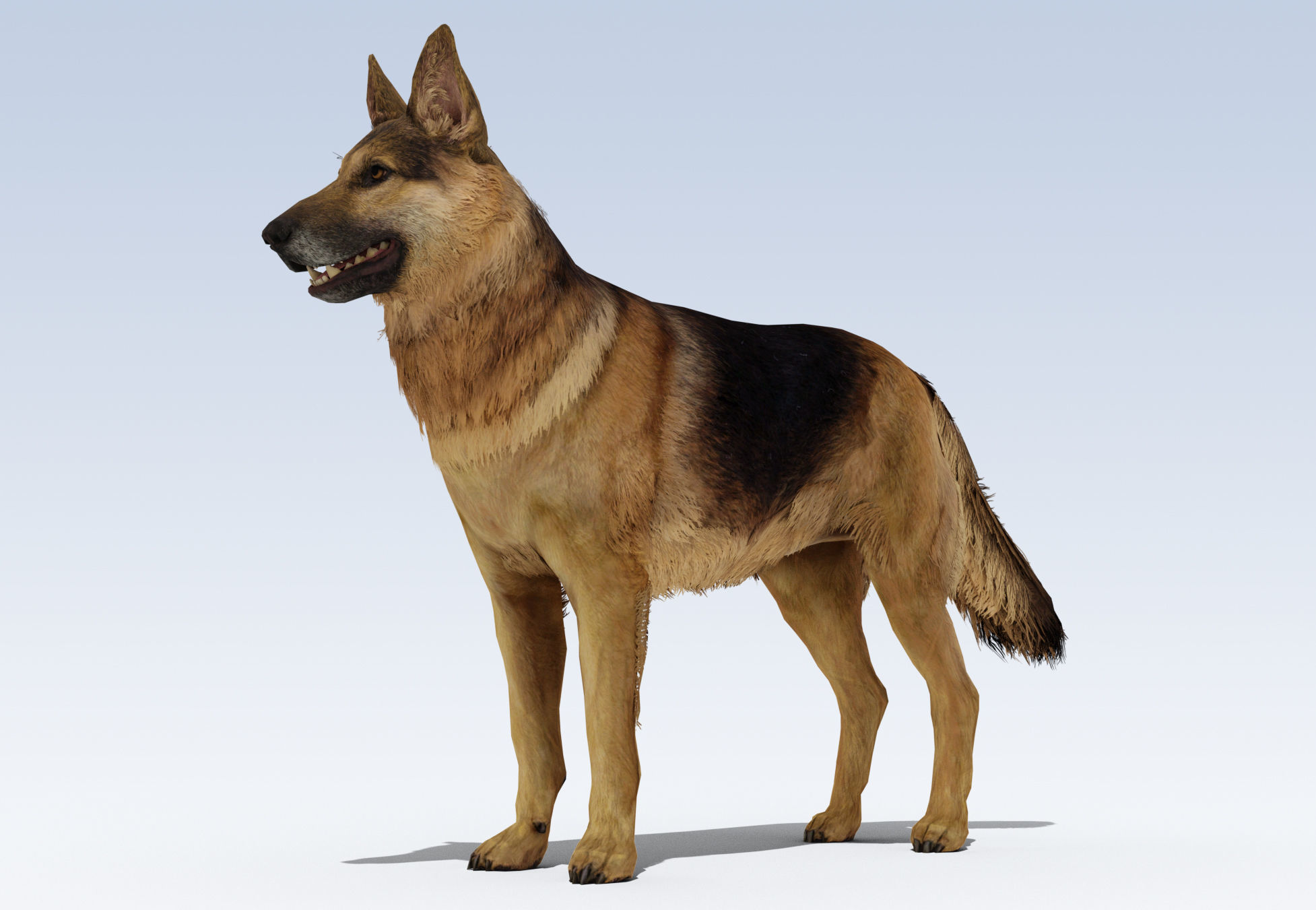 German Shepherd Dog Rig Low-poly 3D model_1