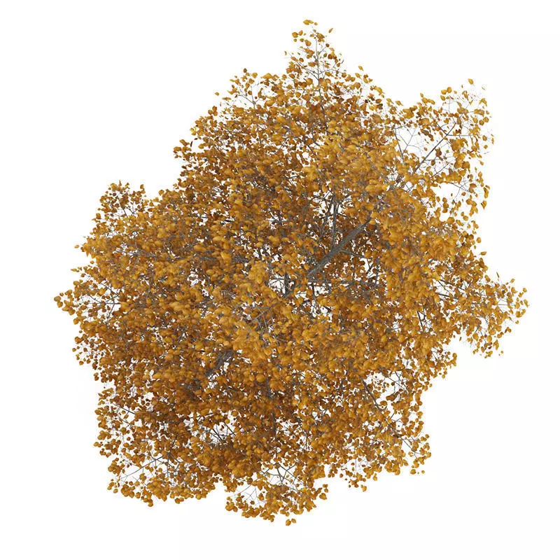 Common Lime 8M Autumn 3D model