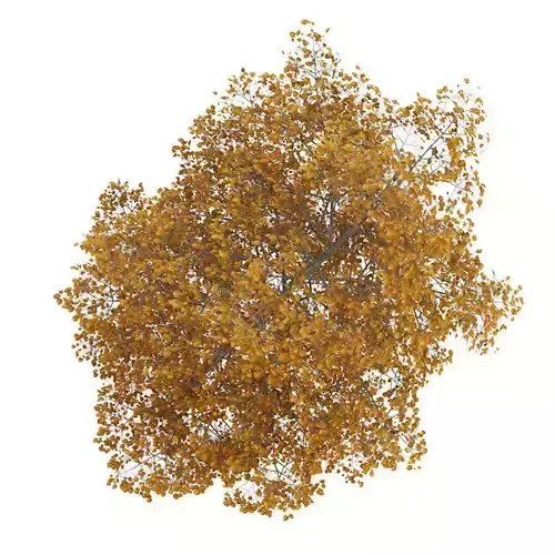 Common Lime 8M Autumn