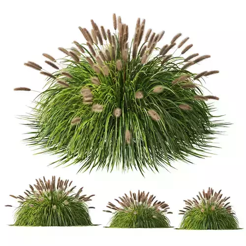 Pennisetum Alopecuroides Lampenputzergras Fountain Hameln 3D model