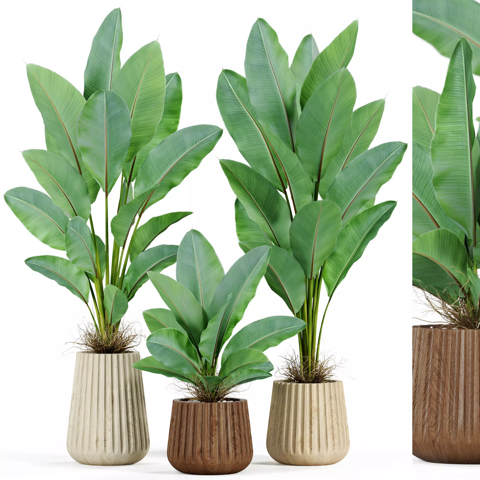 Plants collection 936 3D model