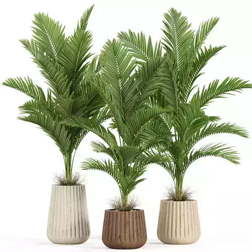 Plants collection 937 3D model
