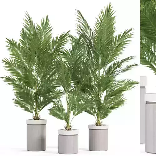 Plants collection 939