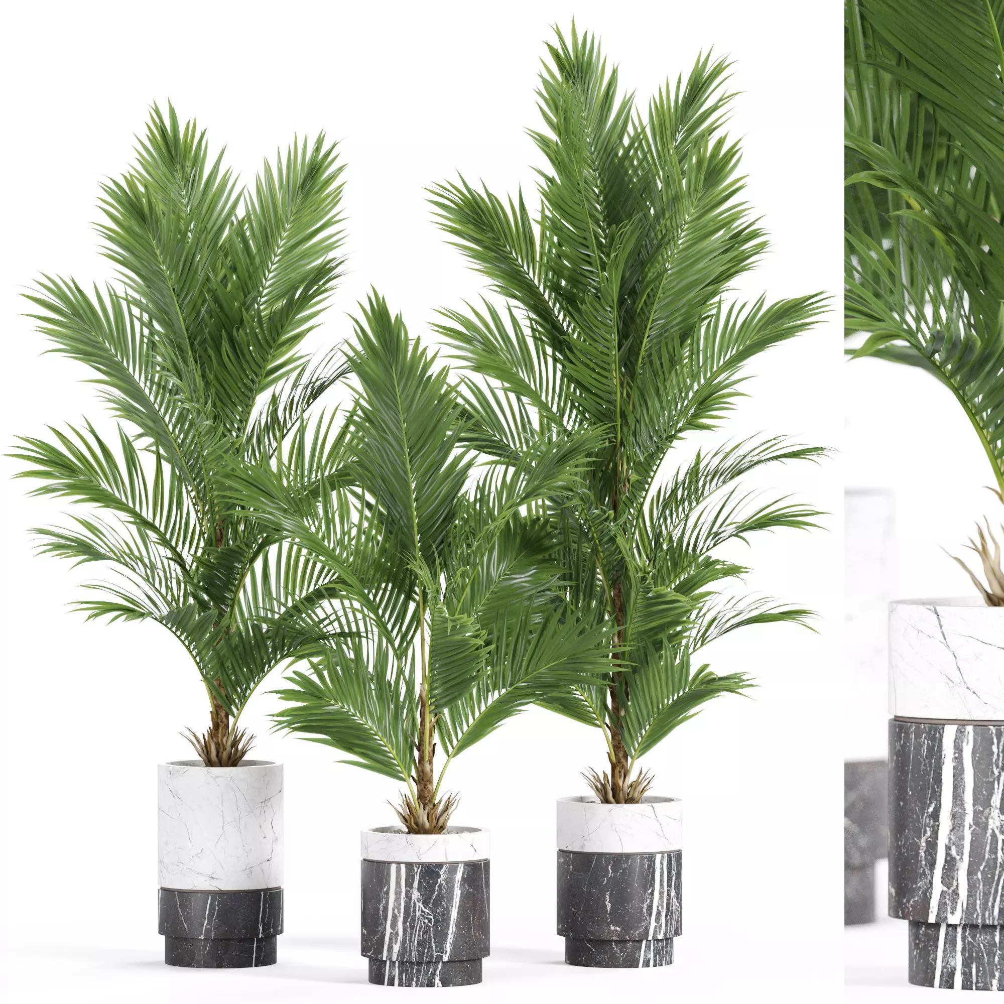 Plants collection 941 3D model