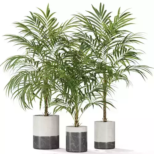 Plants collection 943