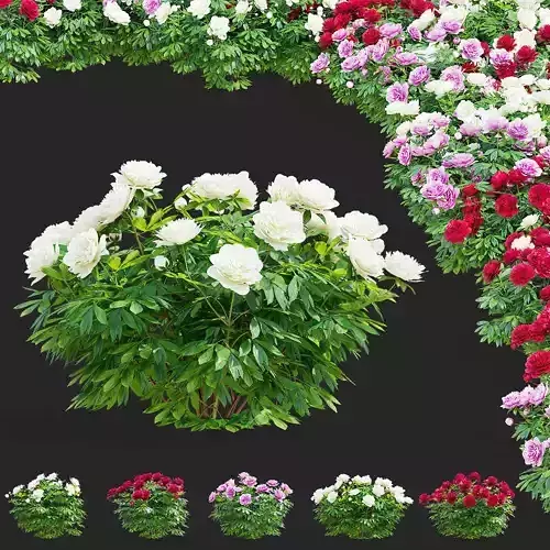 Paeonia lactiflora bushes 3 colors 3D model