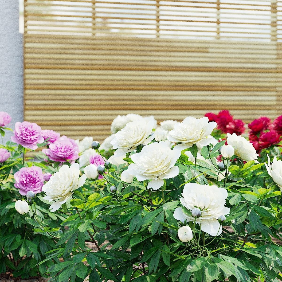 Paeonia lactiflora bushes 3 colors 3D model_1