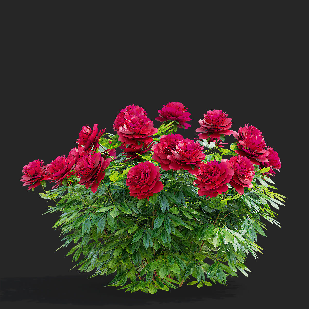 Paeonia lactiflora bushes 3 colors 3D model_5