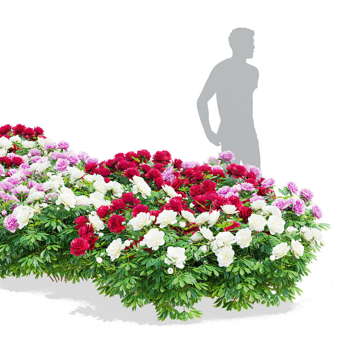 Paeonia lactiflora bushes 3 colors 3D model_2