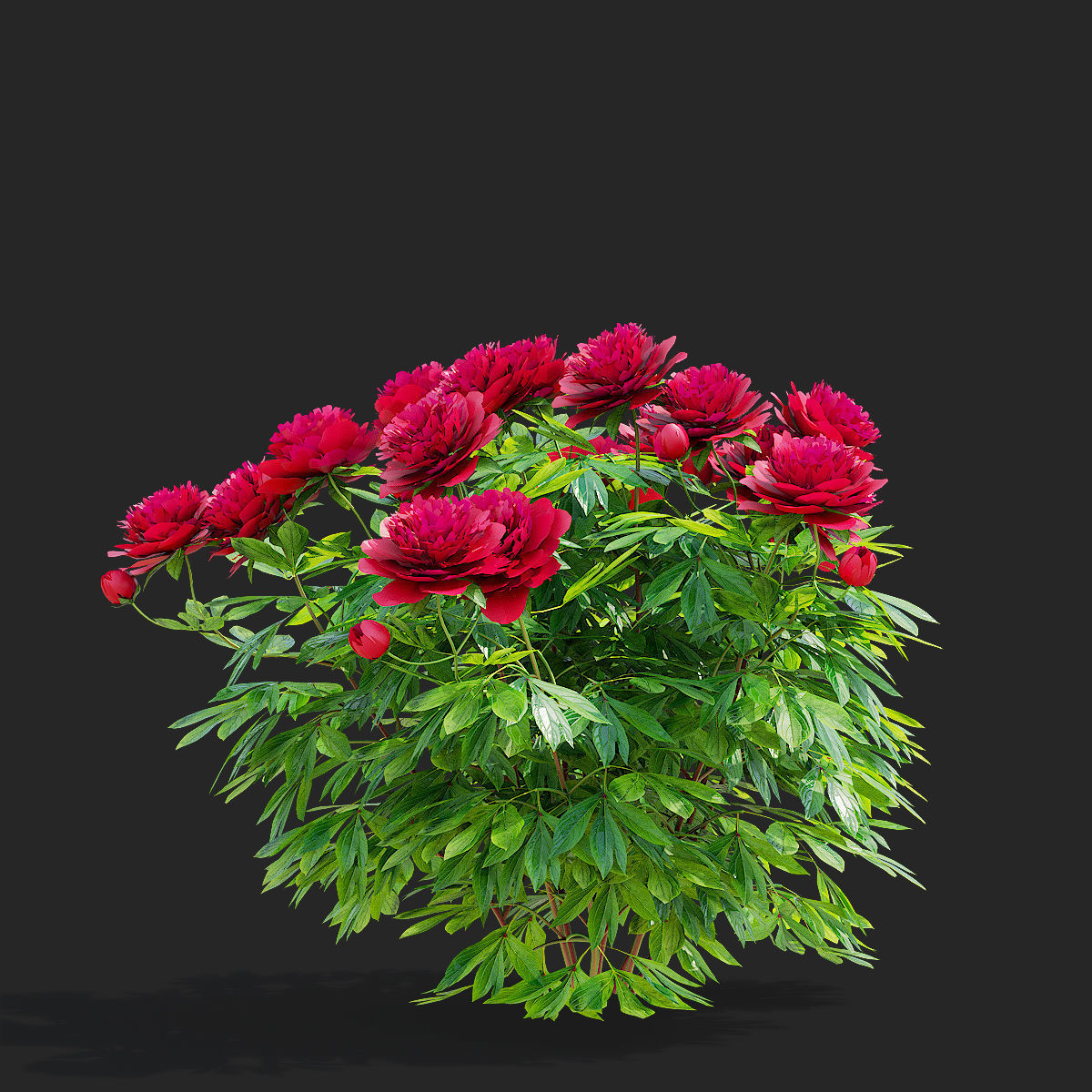 Paeonia lactiflora bushes 3 colors 3D model_8