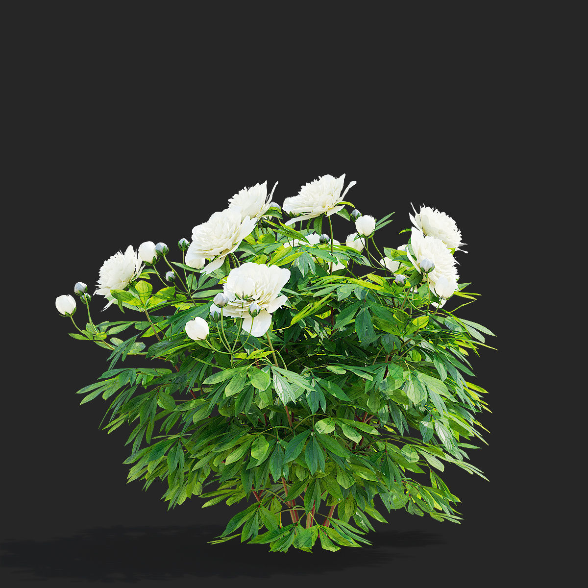 Paeonia lactiflora bushes 3 colors 3D model_4
