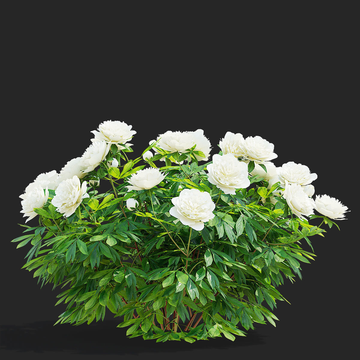 Paeonia lactiflora bushes 3 colors 3D model_6