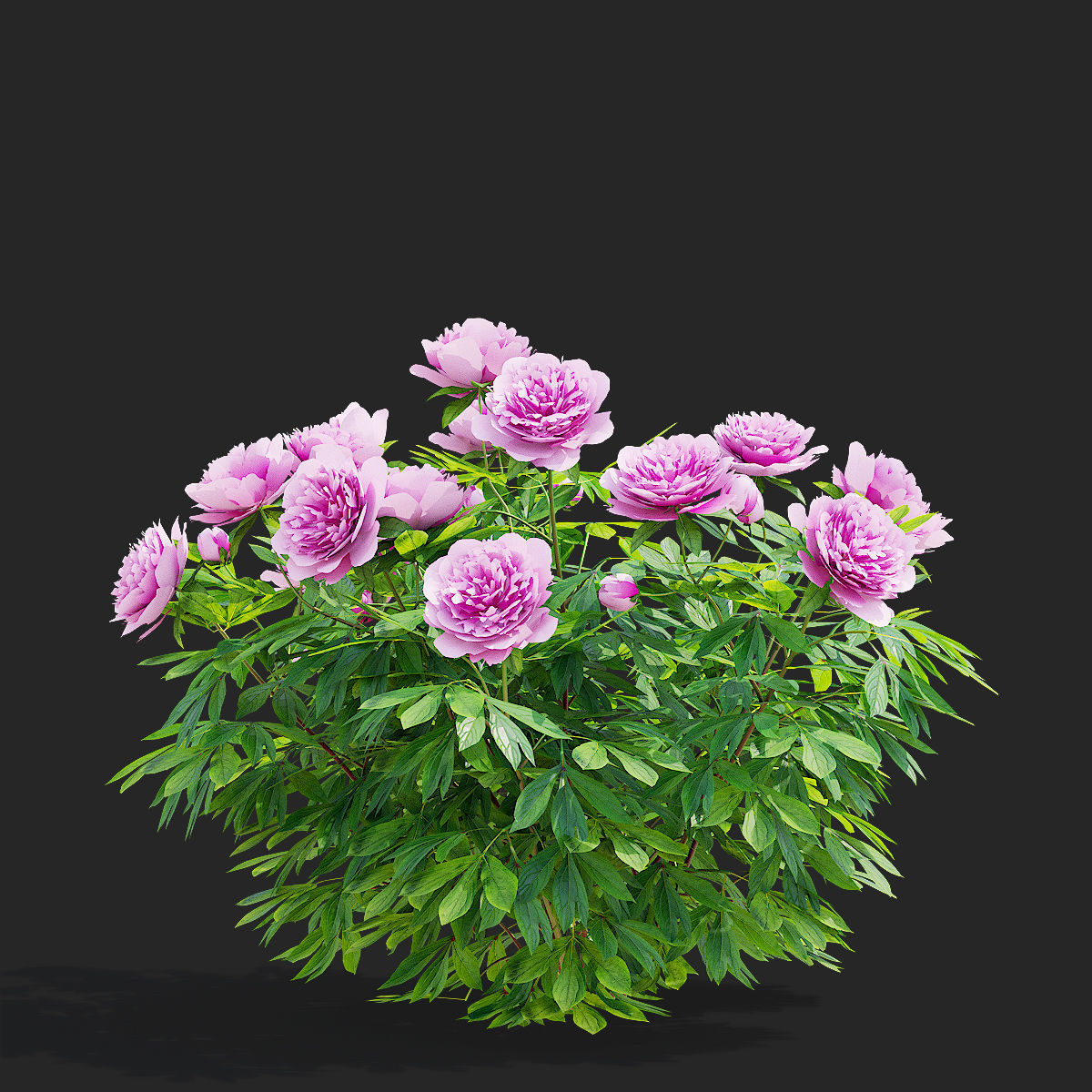 Paeonia lactiflora bushes 3 colors 3D model_7