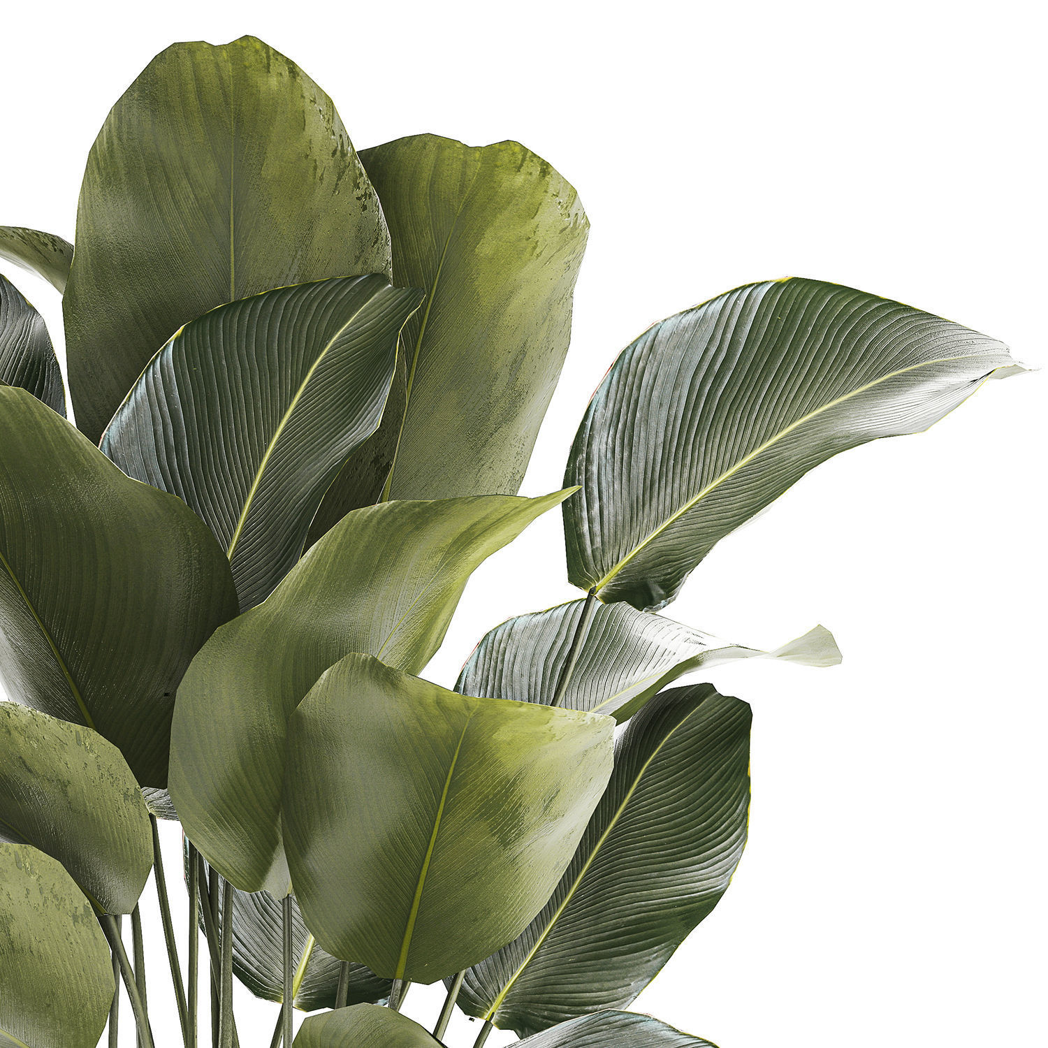 Beautiful plant Calathea lutea palm tree in a pot 1300 3D model_11