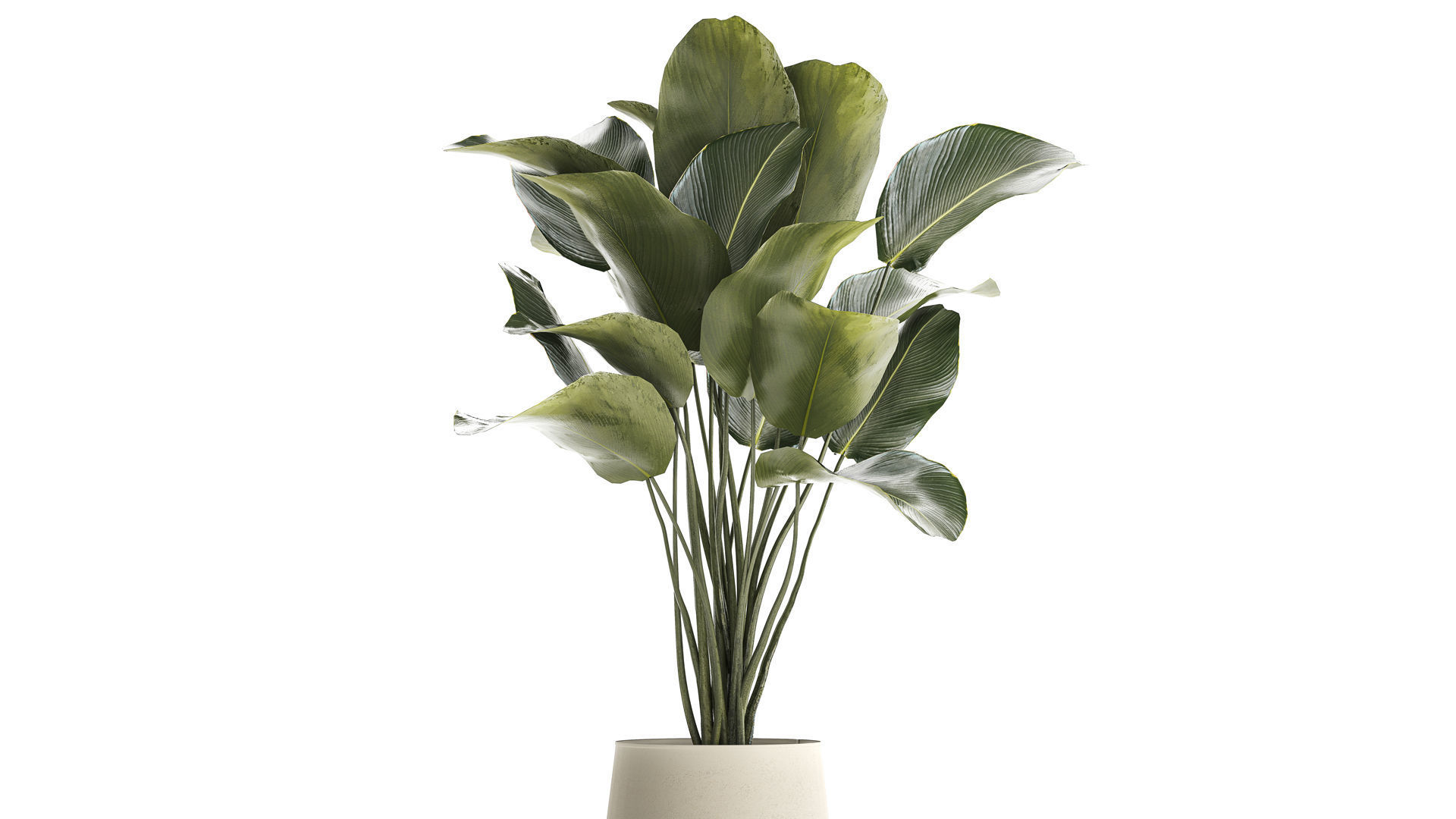 Beautiful plant Calathea lutea palm tree in a pot 1300 3D model_2