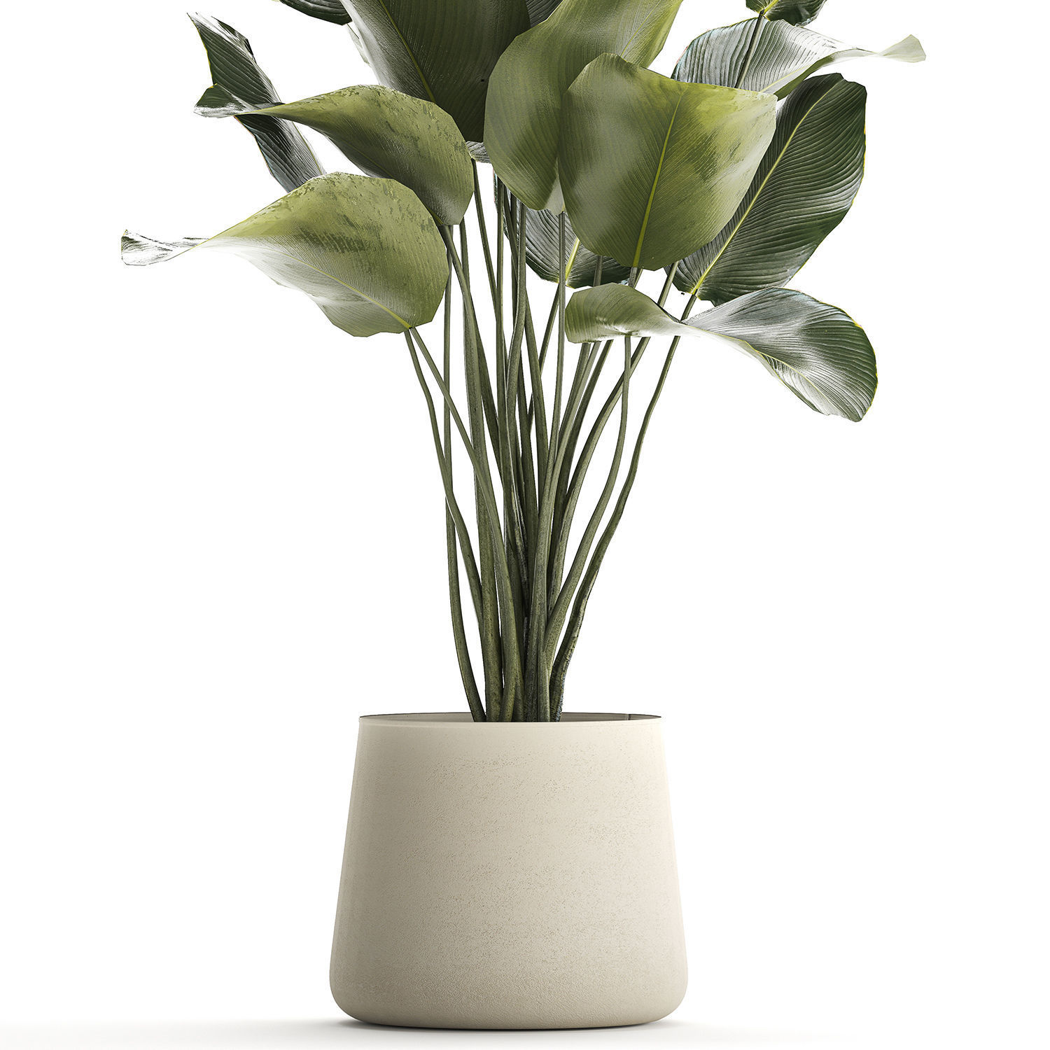 Beautiful plant Calathea lutea palm tree in a pot 1300 3D model_10