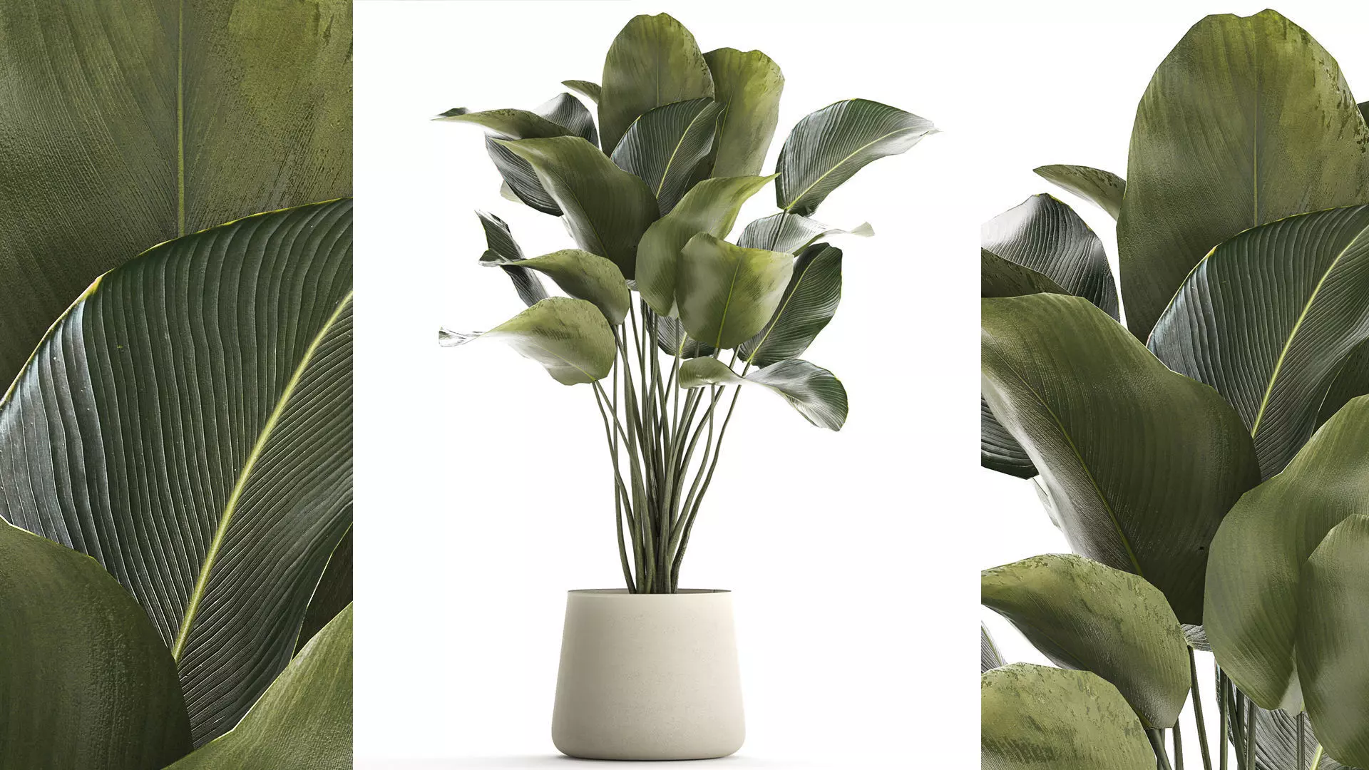 Beautiful plant Calathea lutea palm tree in a pot 1300 3D model_0
