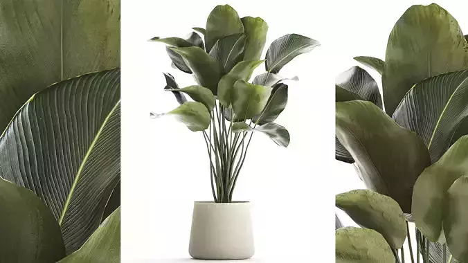Beautiful plant Calathea lutea palm tree in a pot 1300