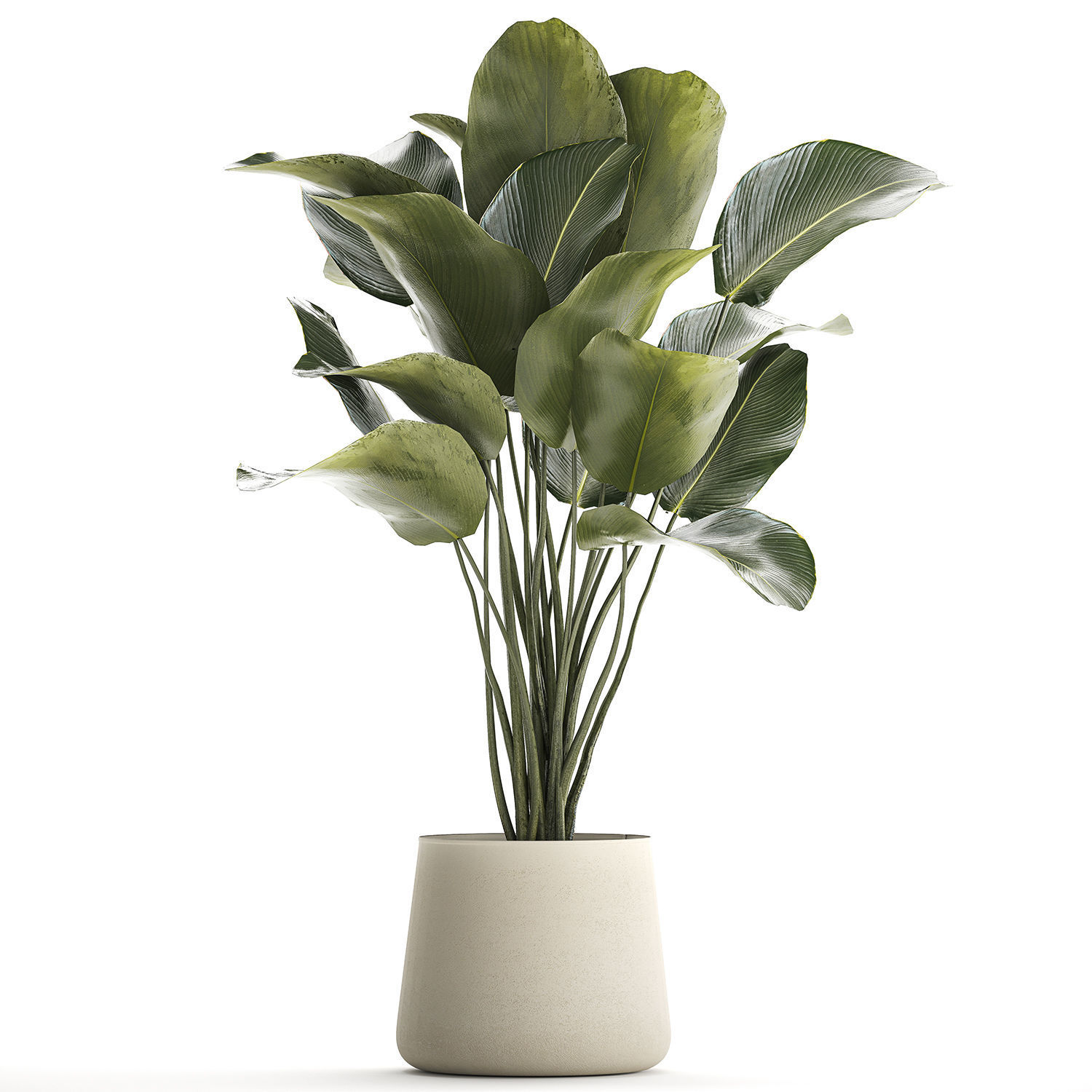 Beautiful plant Calathea lutea palm tree in a pot 1300 3D model_8