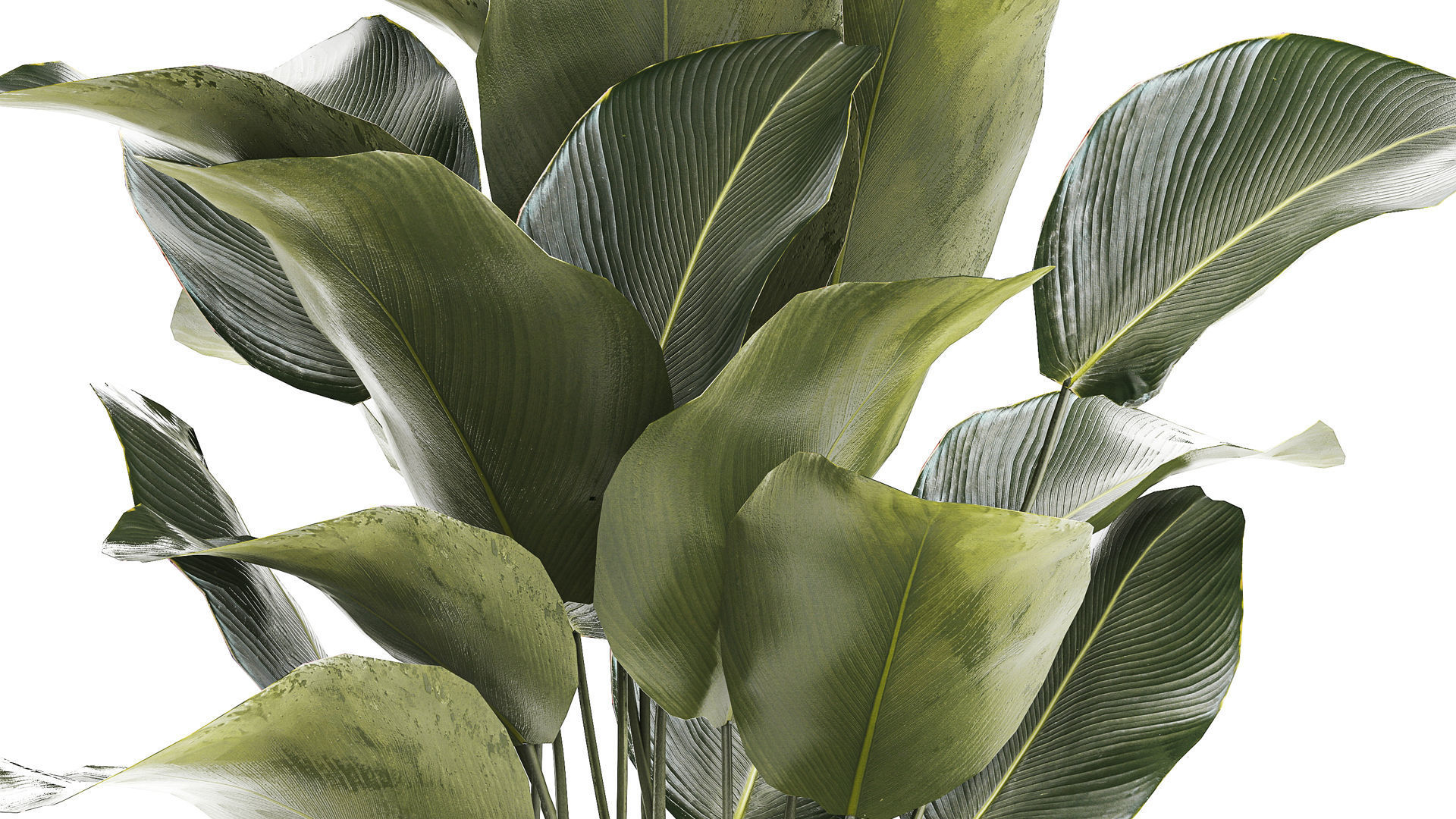 Beautiful plant Calathea lutea palm tree in a pot 1300 3D model_4