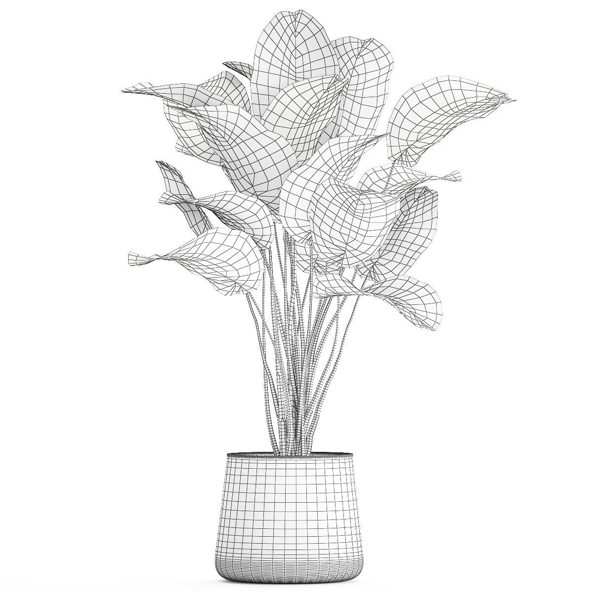Beautiful plant Calathea lutea palm tree in a pot 1300 3D model_13