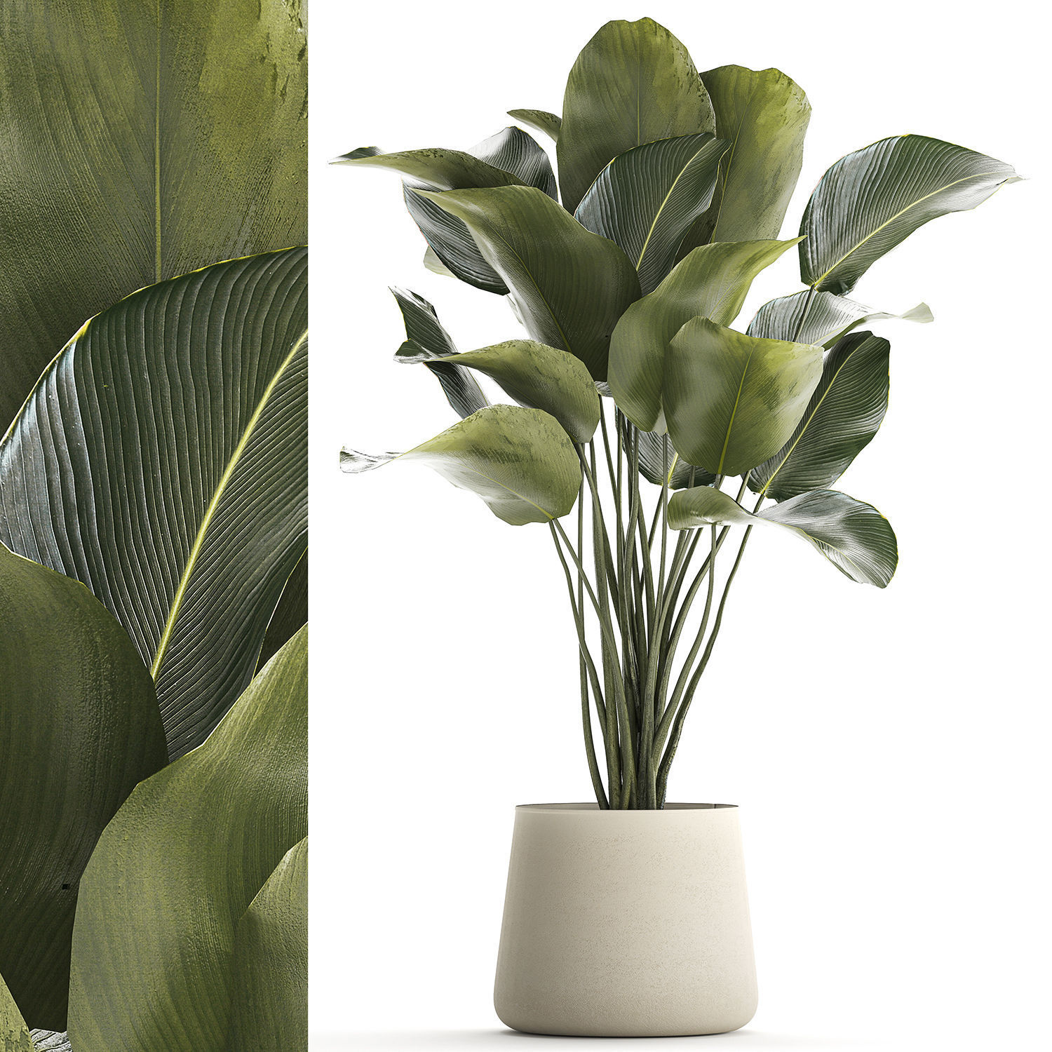Beautiful plant Calathea lutea palm tree in a pot 1300 3D model_7
