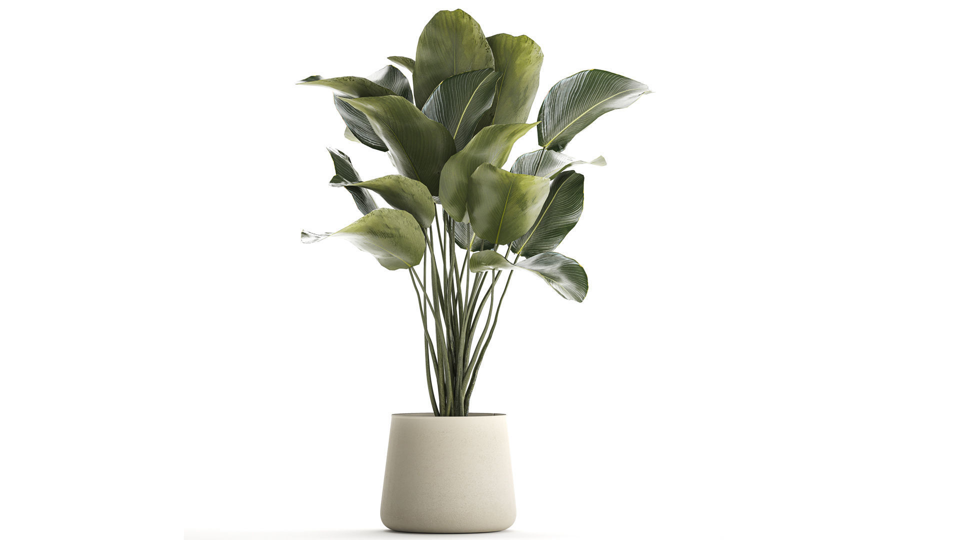 Beautiful plant Calathea lutea palm tree in a pot 1300 3D model_1