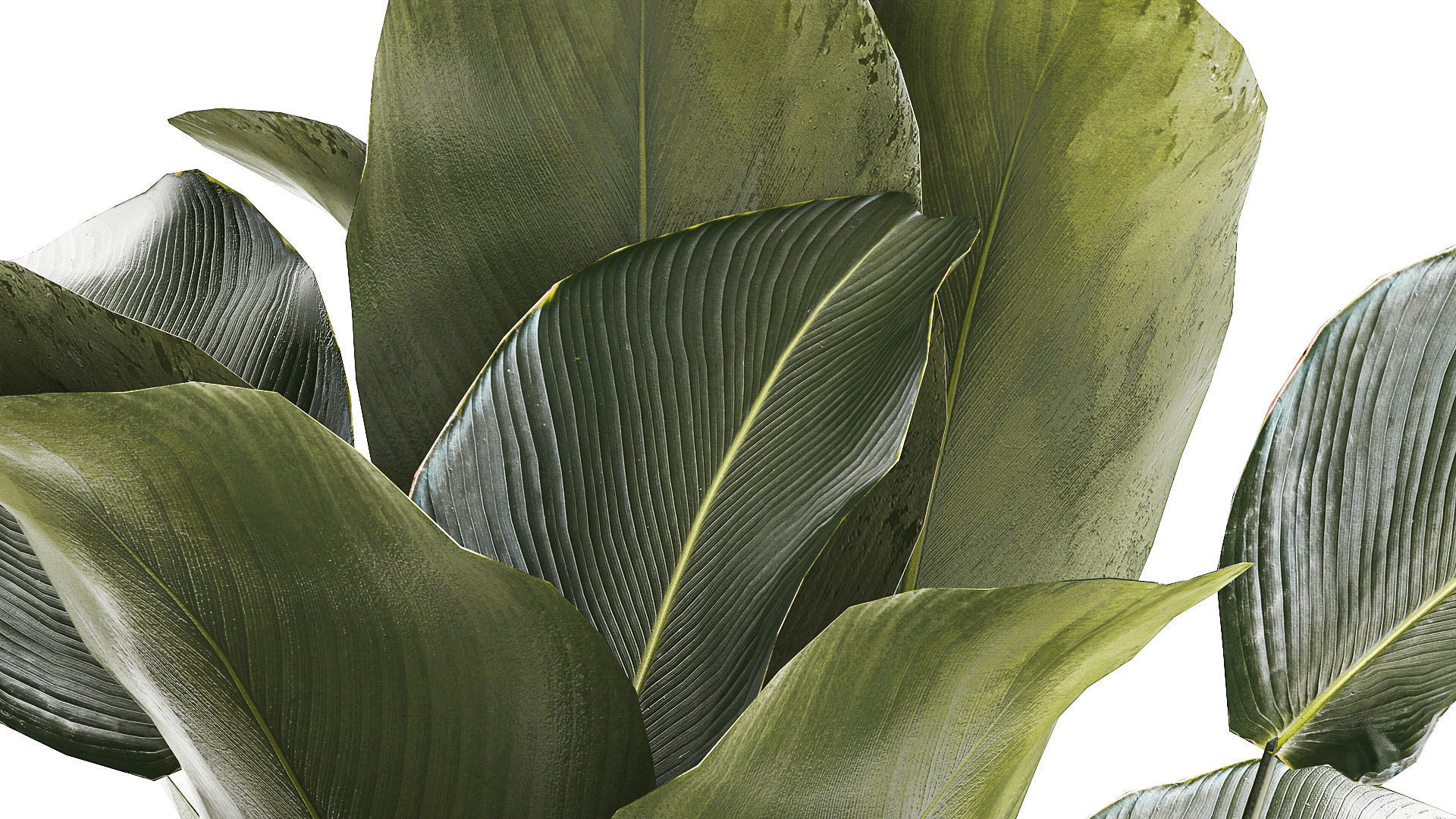 Beautiful plant Calathea lutea palm tree in a pot 1300 3D model_6