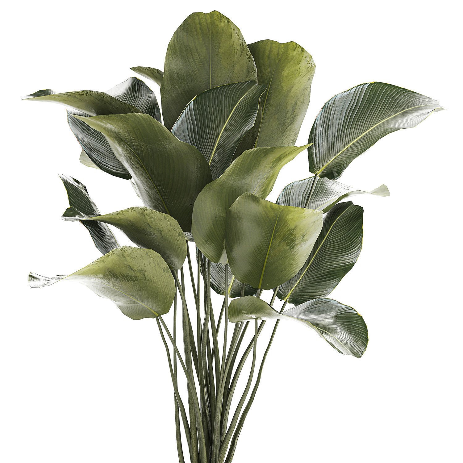 Beautiful plant Calathea lutea palm tree in a pot 1300 3D model_9