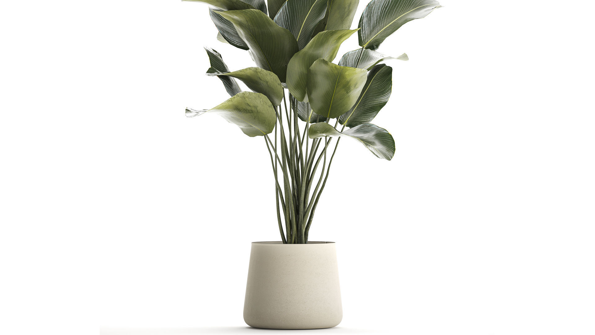 Beautiful plant Calathea lutea palm tree in a pot 1300 3D model_3