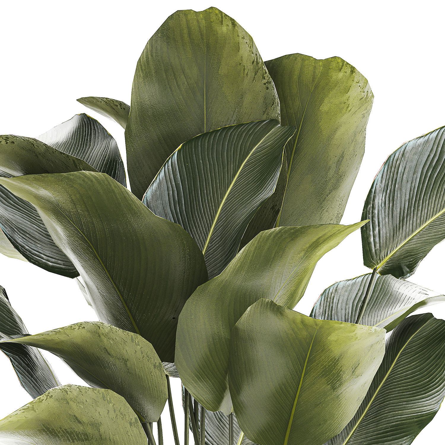 Beautiful plant Calathea lutea palm tree in a pot 1300 3D model_12