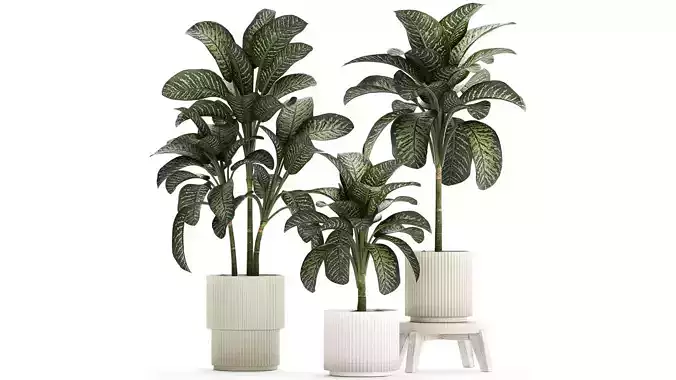 Beautiful plant Dieffenbachia bush in a pot 1301