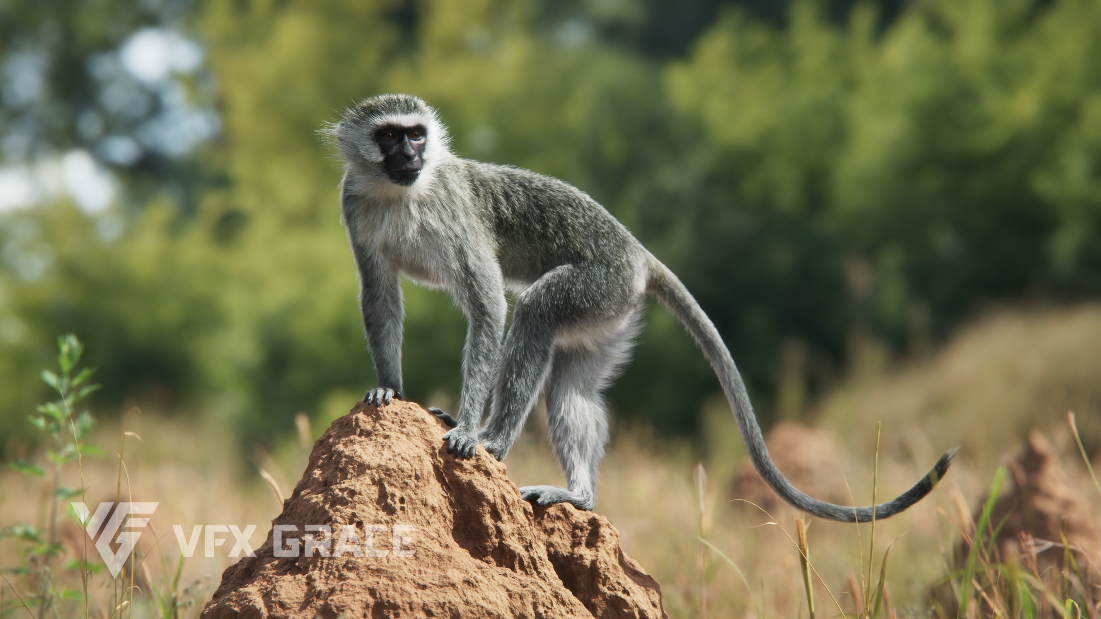 Vervet Monkey Animation VFX Grace 3D model_8