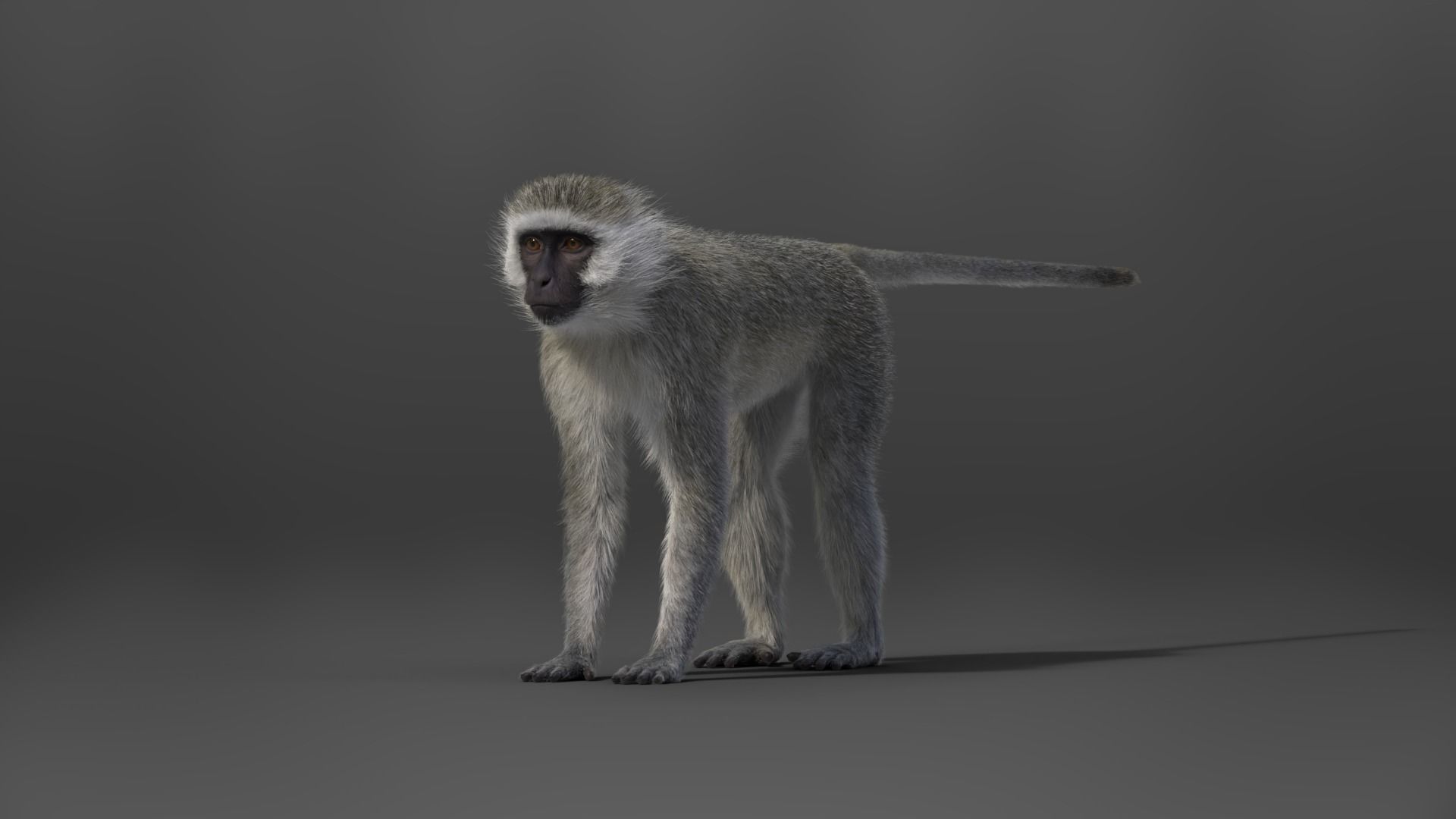 Vervet Monkey Animation VFX Grace 3D model_14