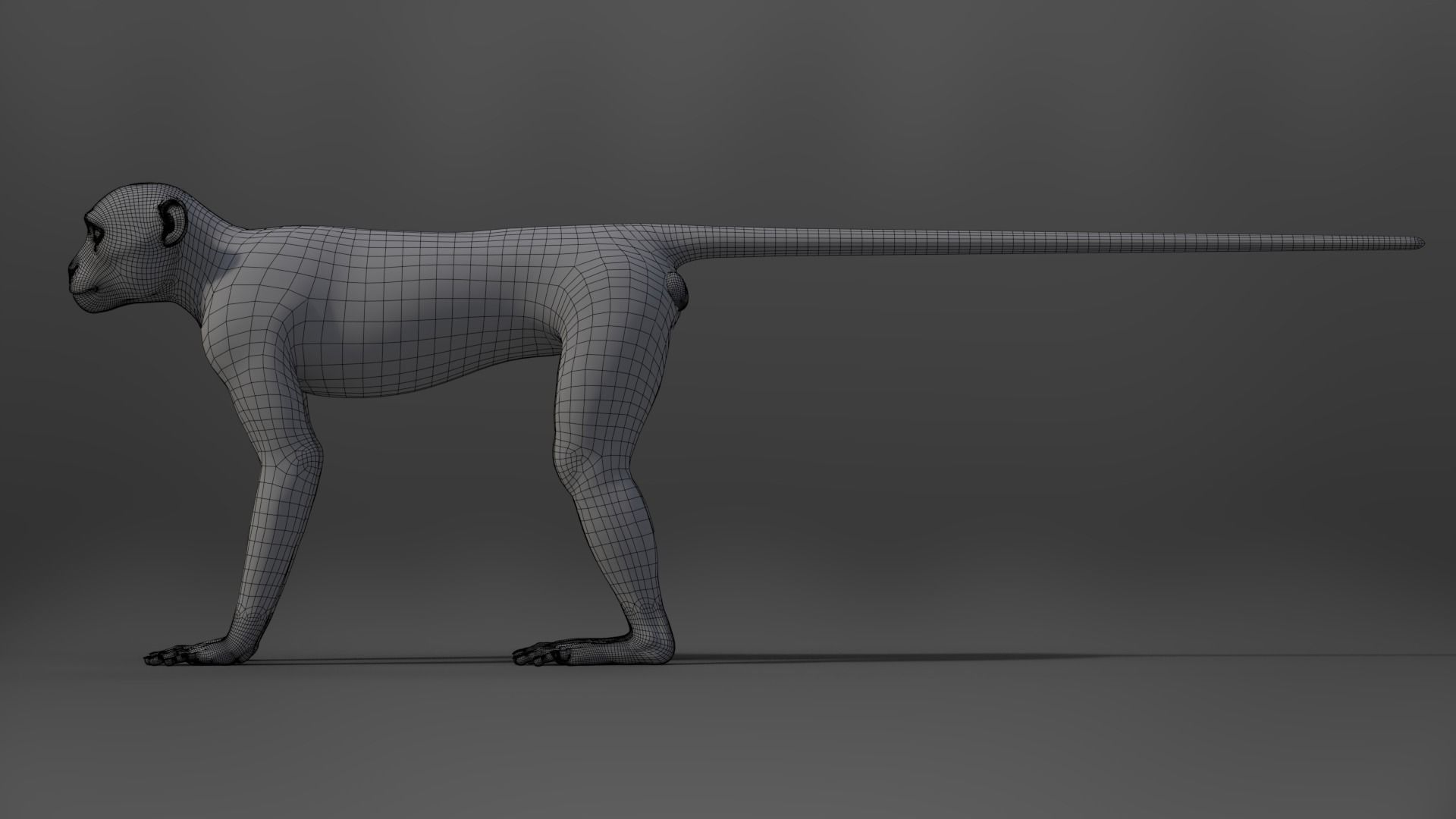 Vervet Monkey Animation VFX Grace 3D model_25