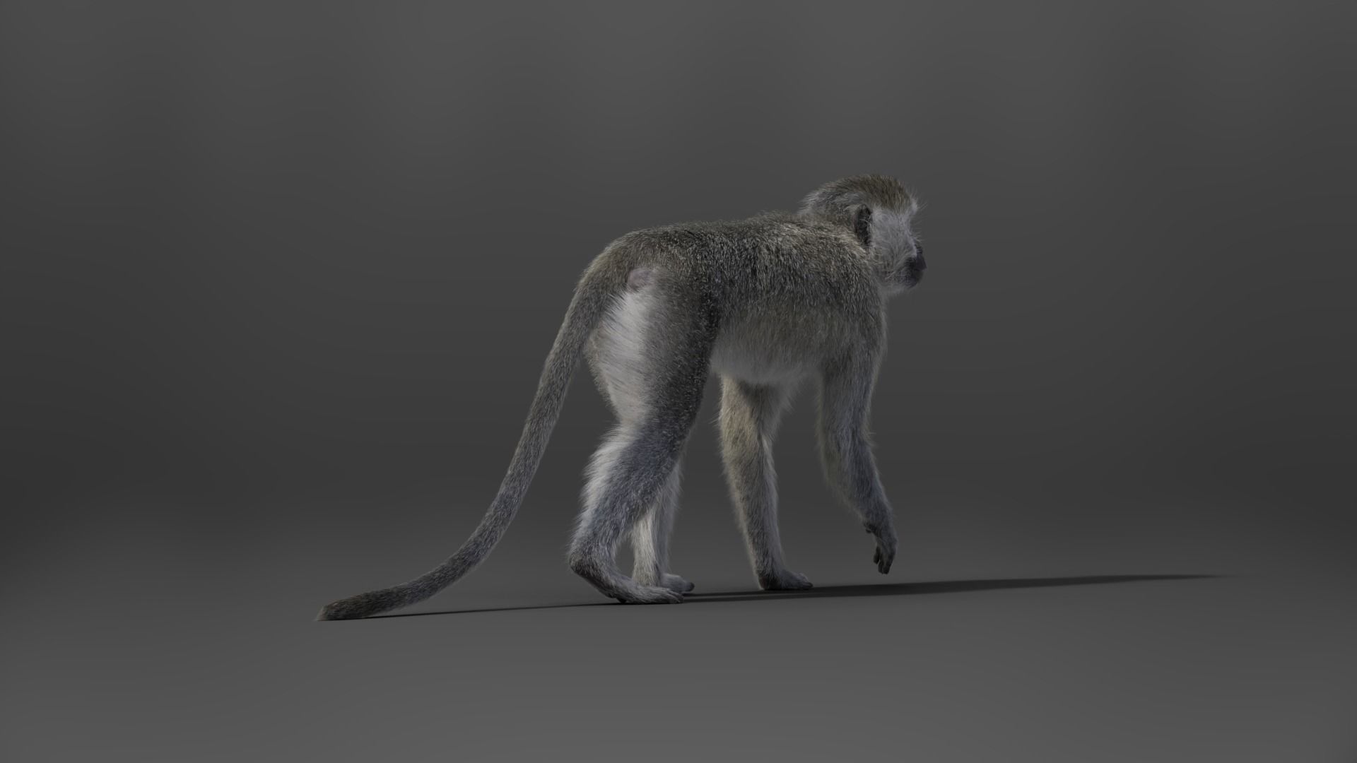 Vervet Monkey Animation VFX Grace 3D model_12