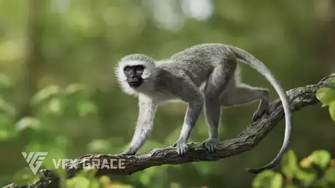 Vervet Monkey Animation VFX Grace 3D model