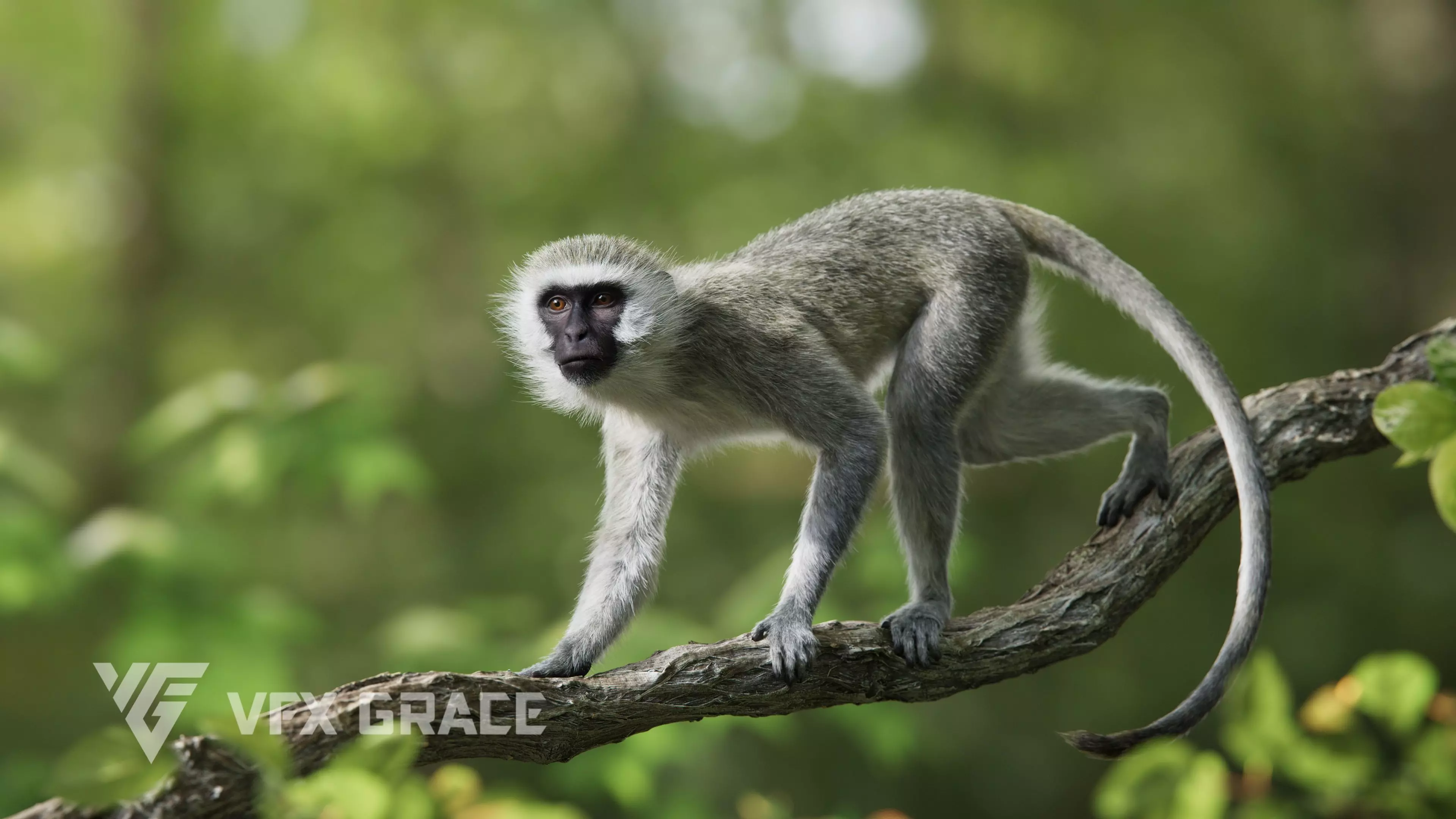 Vervet Monkey Animation VFX Grace 3D model_0