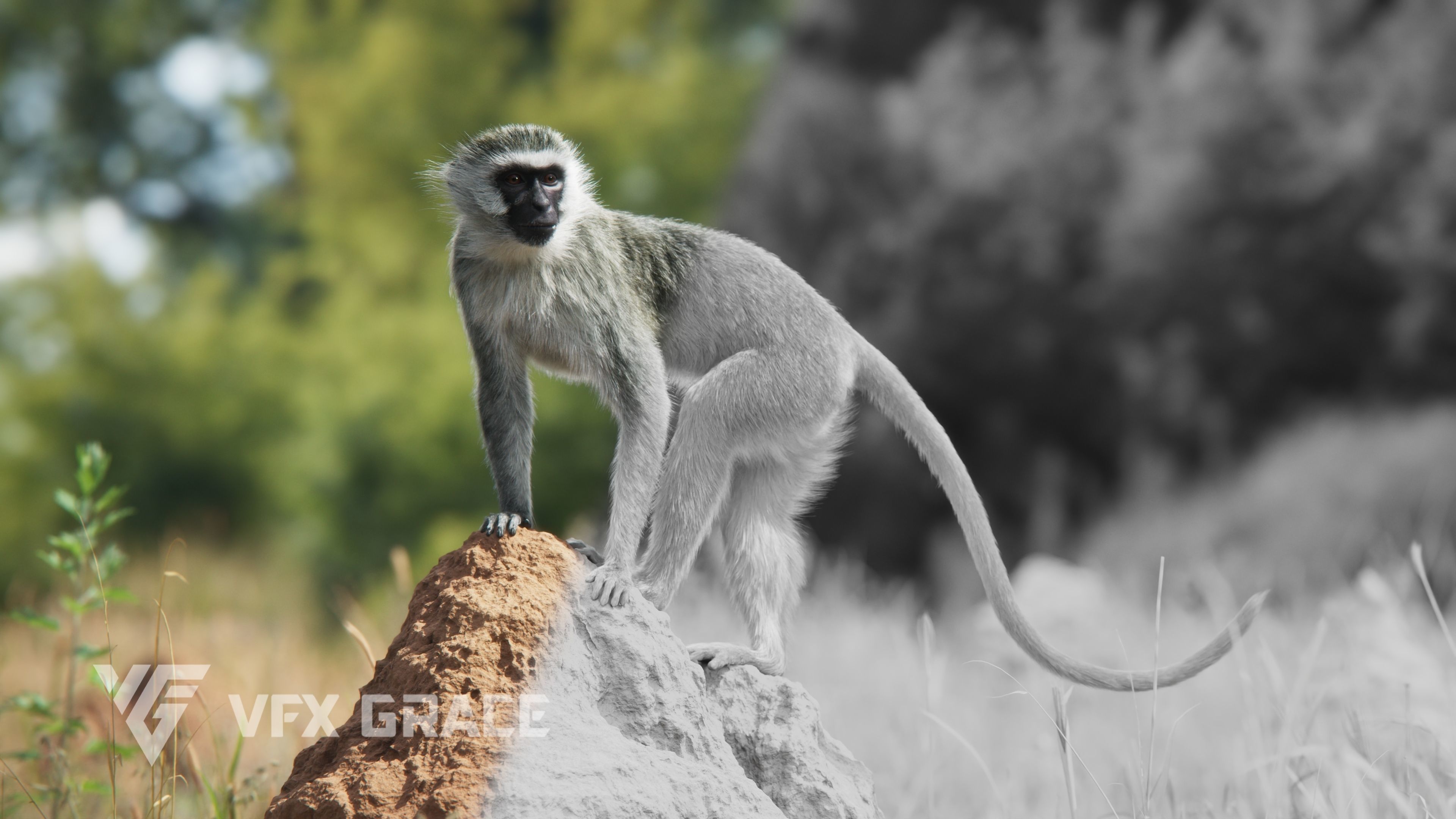 Vervet Monkey Animation VFX Grace 3D model_9
