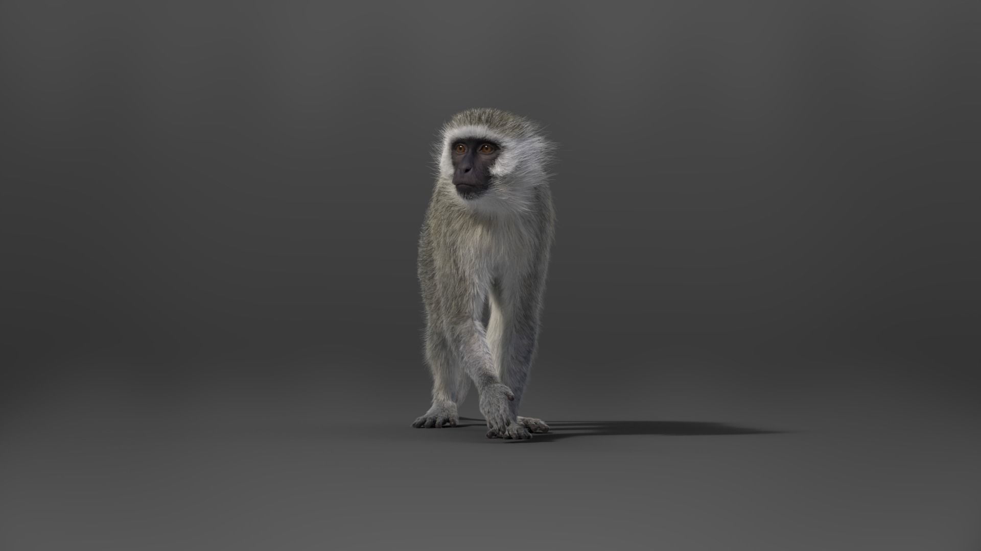 Vervet Monkey Animation VFX Grace 3D model_13