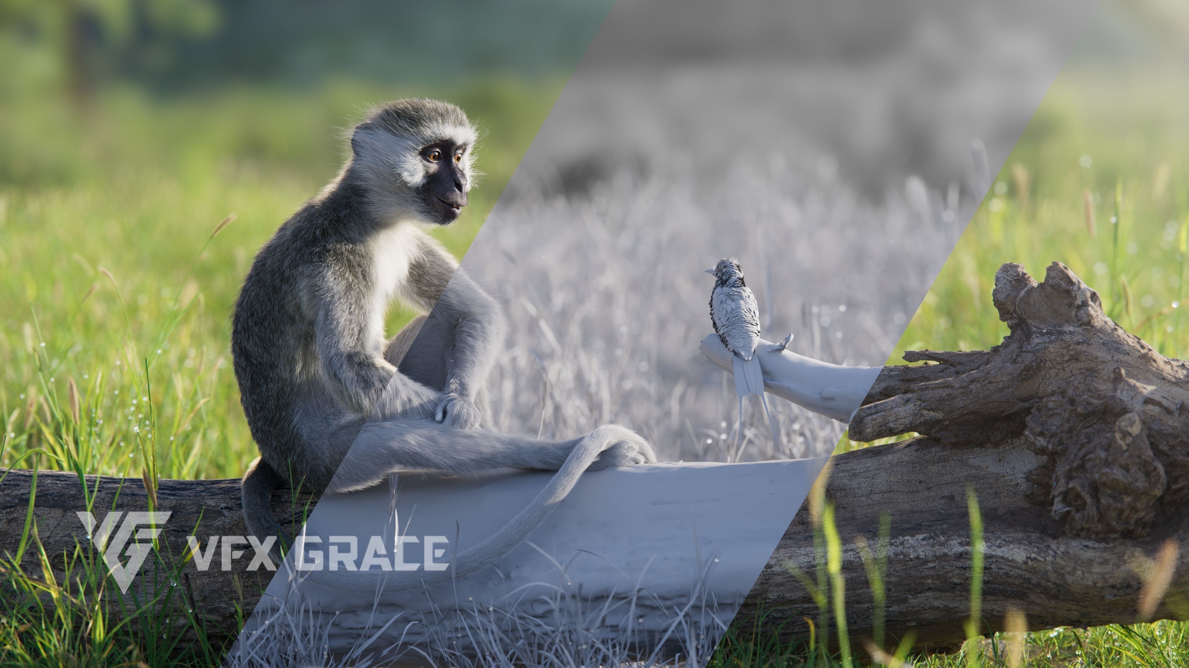 Vervet Monkey Animation VFX Grace 3D model_7