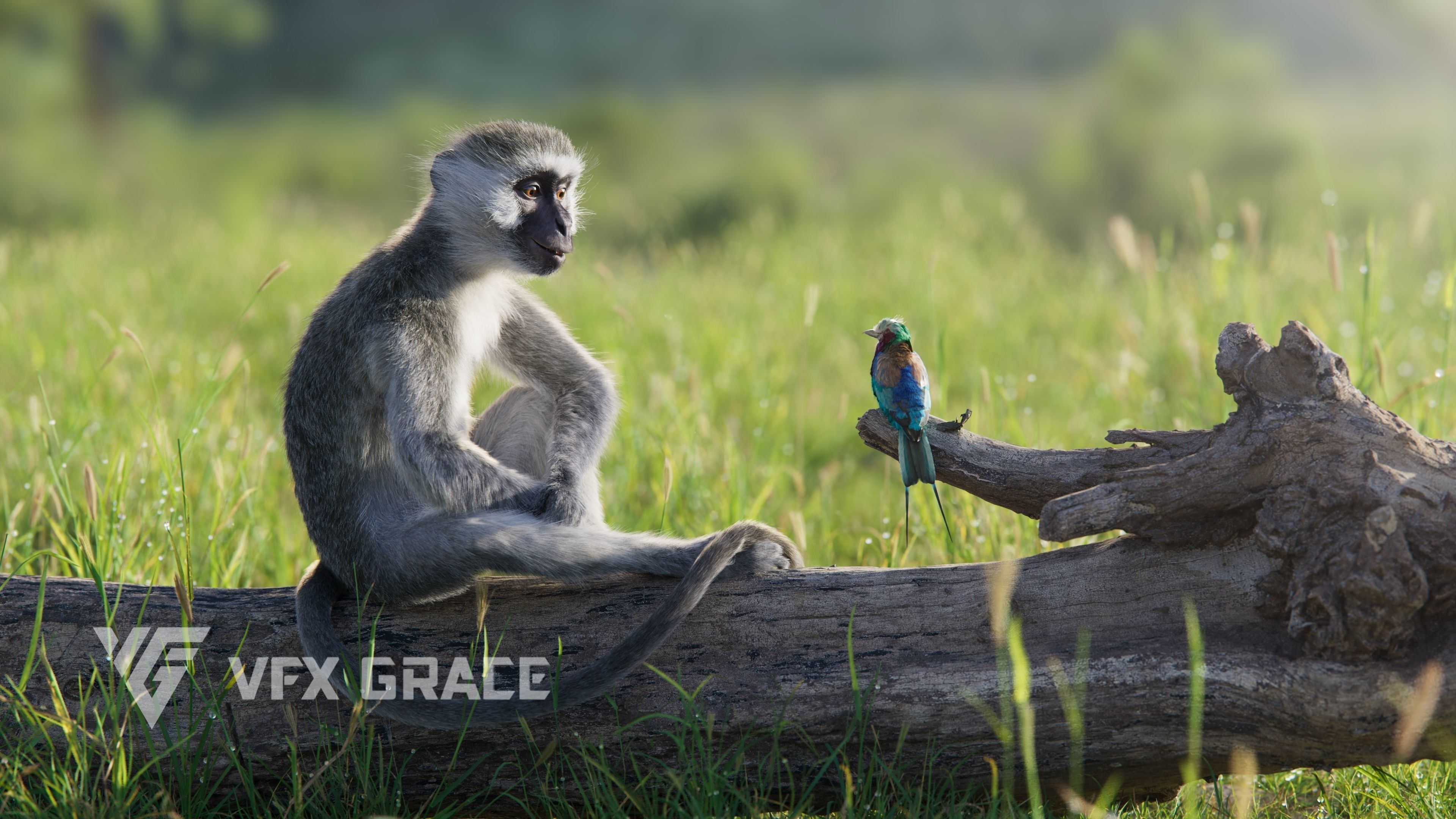 Vervet Monkey Animation VFX Grace 3D model_6